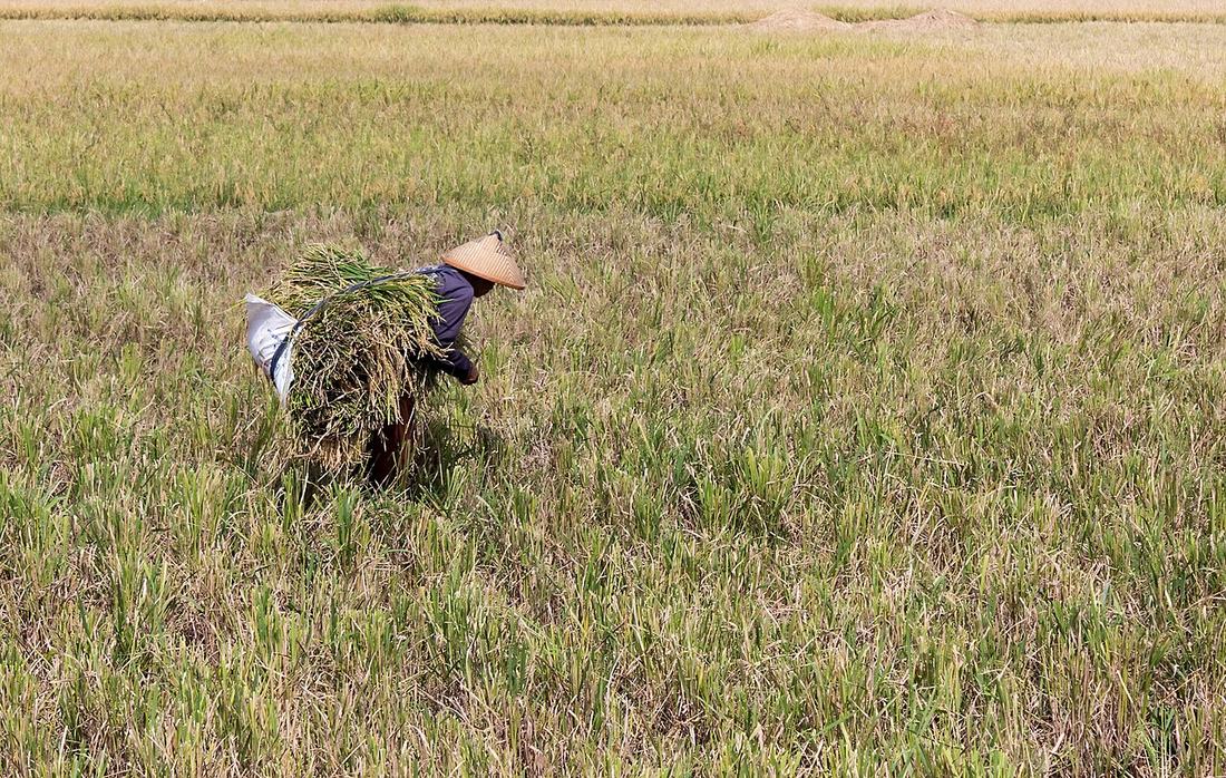 Agricultor colhendo arroz no campo